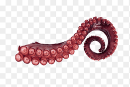 Giant Pacific octopus Squid Tentacle graphy, animal, worm png thumbnail