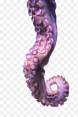purple octopus tentacle illustration, Octopus Tentacle Drawing, octapus, purple, film png thumbnail