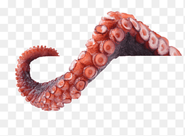 Octopus Tentacle Argonaut Science, calamares, worm, cerebrum png thumbnail