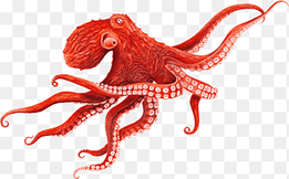 red octopus illustration, Giant Pacific octopus Cephalopod Squid, Baby octopus, animal, marine Invertebrates png thumbnail