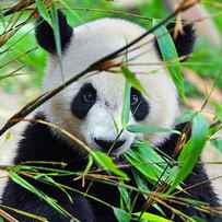 Hungry Giant Panda Bear Eating Bamboo by Hung Chung Chih