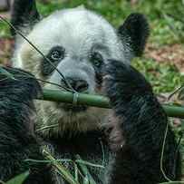 Panda eating bamboo by Tim Fitzharris