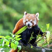 Red panda eating bamboo shoots. The red panda, or bear-cat, is a by Jane Rix