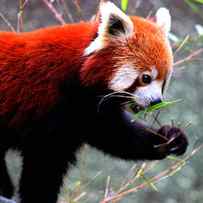 Red Panda by Martin Newman