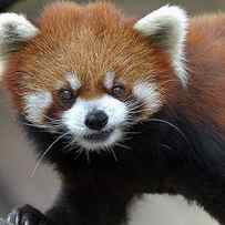 Red Panda by Galloimages Online