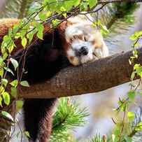 Red panda sleeping in a tree by Jane Rix