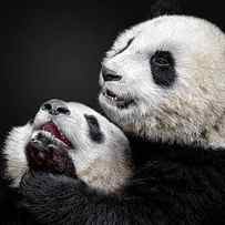Pandas by Alessandro Catta