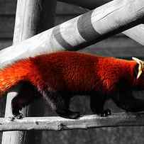 Red Panda by Martin Newman