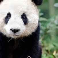 Giant Panda Curiously Looking by Birdiegal