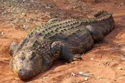 Desert Crocodile