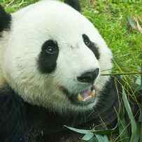 Giant Panda And Bamboo by Lingbeek