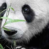 Panda Holding Bamboo by Hugociss