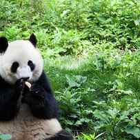 Great Panda Eating Banana - Chengdu by Fototrav