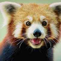 Happy Red Panda by Aaronchengtp Photography
