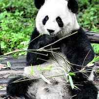 China 10 MKm2 Collection - Giant Panda I I I by Philippe HUGONNARD