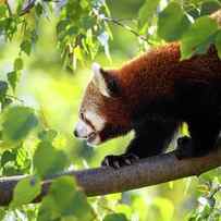 Red panda walking along a branch in a tree by Jane Rix