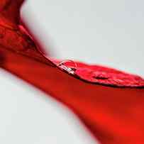 Water Drop On Red Leaf by Nancybelle Gonzaga Villarroya