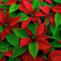 USA, Red Poinsettia Flowers With Green by Jaynes Gallery