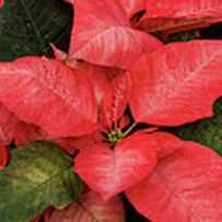 Close-up Of Poinsettia Flowers by Panoramic Images