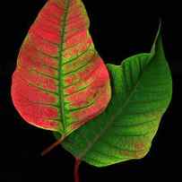 Green And Red Leaves Of Poinsettia by John Grant