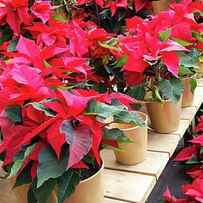 Poinsettias For Sale In A Garden Center by Ruddy Gold