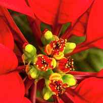 Poinsettia In All Its Christmas Glory by Michael Qualls