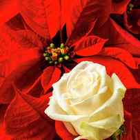White Rose And Poinsettia by Garry Gay