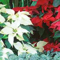 Close-us Of Red And White Poinsettias by Panoramic Images