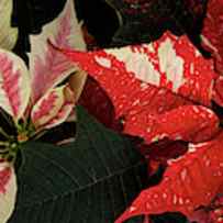 Close-up Of Poinsettia Flowers by Panoramic Images