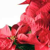 Poinsettia (euphorbia Pulcherrima) by Gustoimages/science Photo Library