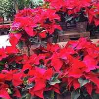 Poinsettias For Sale In A Garden Center by Ruddy Gold
