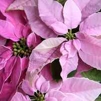 PINK POINSETTIAS SQUARE FORMAT by Theresa Tahara