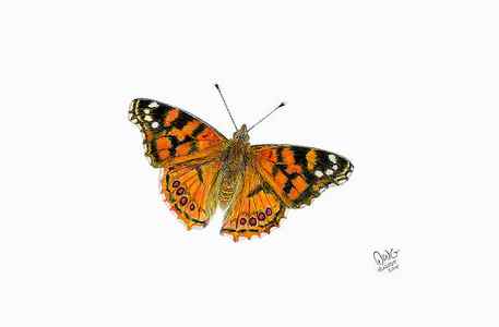 Wall Art - Drawing - West Coast Painted Lady Butterfly by David W Gillum