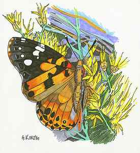 Wall Art - Drawing - Painted Lady on Rabbitbrush 2017 by Gaylene Kinzy