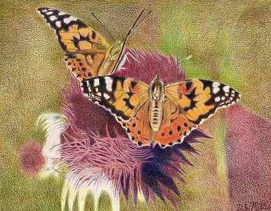 Wall Art - Drawing - Painted Lady Butterflies by Dustin Miller