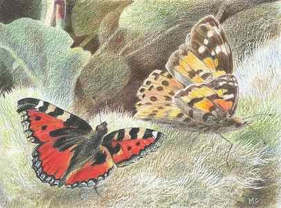 Wall Art - Drawing - Red Admiral and a Painted Lady by Maureen Carter