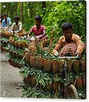 Transporting Pineapples by Azim Khan Ronnie