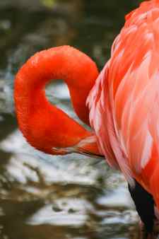 Beautiful pink flamingos in the zoo Stock Photo