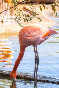 Phoenicopteridae bathes in water and drinks water at the zoo Stock Photo