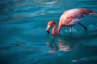 Flamingo in the water this is a 3d render illustration