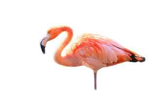 Flamingo isolated detached to edit pink red bird elegant plumage tropical bird single while standing Stock Photo