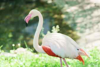 Flamingo asahiyama zoo in hokkaido japan Stock Photo