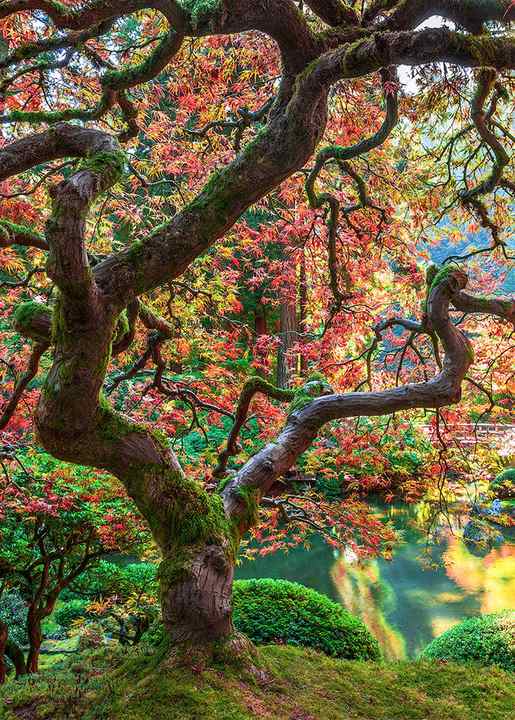 A Japanese maple tree in full bloom with leaves filled with colors of red, oranges, yellows. Crooked tree trunk and colors reflect in a pond next to the tree. 