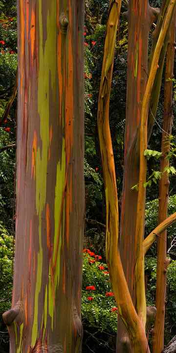 Colorful trees reveal multi colored bark from the trees. It looks like paint strokes on a canvas board. 
