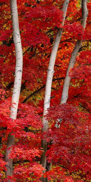 White Aspen tree trunks are surrounded red maple leaves. 