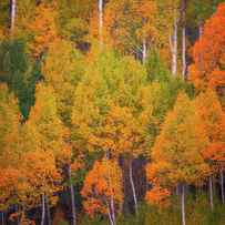 Autumn Trees by Darren White