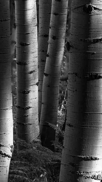 Small tree trunks surround by ferns has soft light that highlights the texture of the tree bark. This is a black and white image of Aspen trees. 