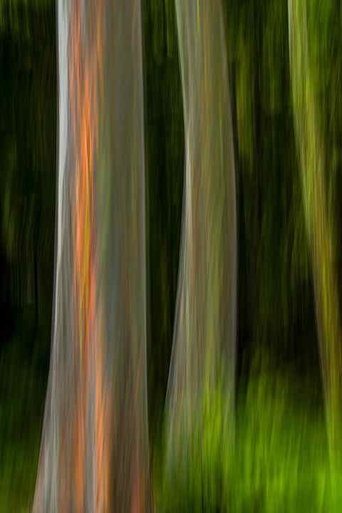 A photograph of rainbow eucalyptus trees using intentional camera movement to make the photo appear as a painting.