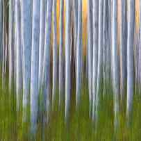 Artistic Aspens 2 by Larry Marshall
