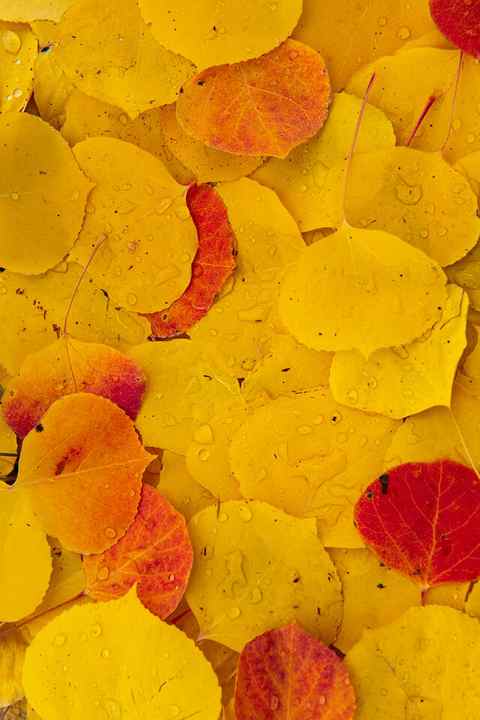Yellow and red leaves covered with dew lay on the ground stacked on top of each other. Looks like a puzzle of colored leaves. 